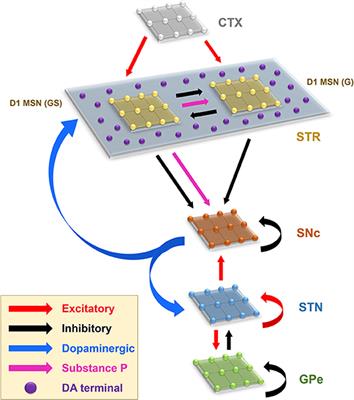 A Multi-Scale Computational Model of Levodopa-Induced Toxicity in Parkinson's Disease